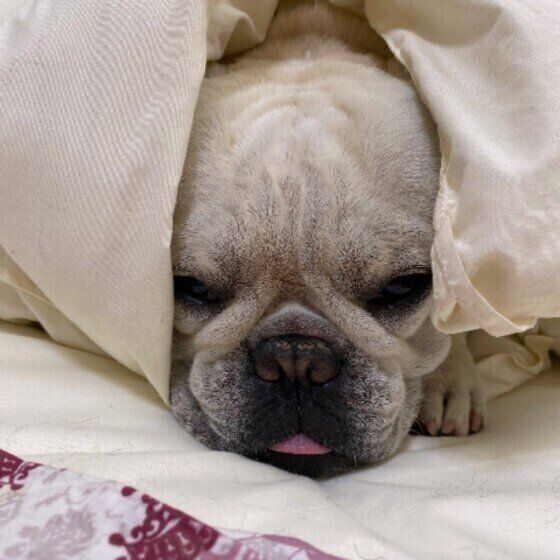 フレンチ・ブルドッグのゴローくん