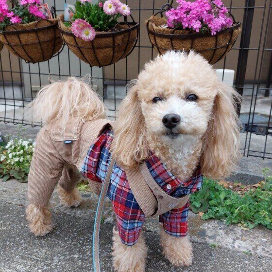 散歩するトイ・プードル