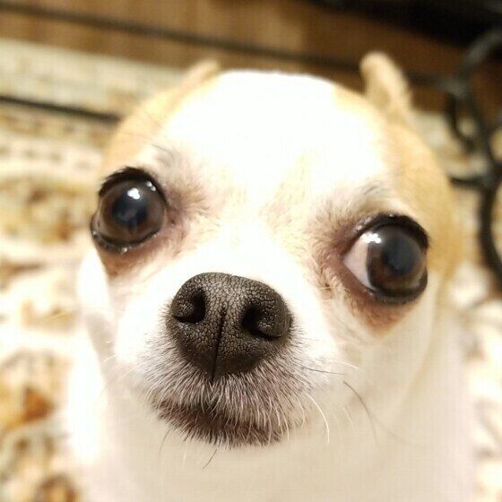 見つめるチワワ