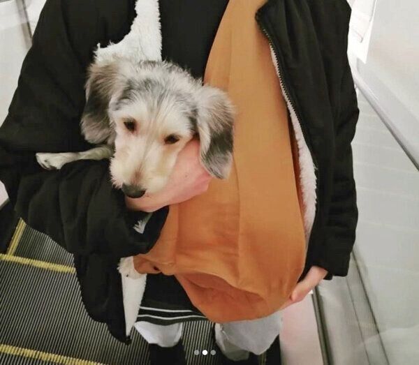 ニトリの「ペットスリング」