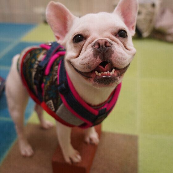 フレンチ・ブルドッグのはなちゃん♪