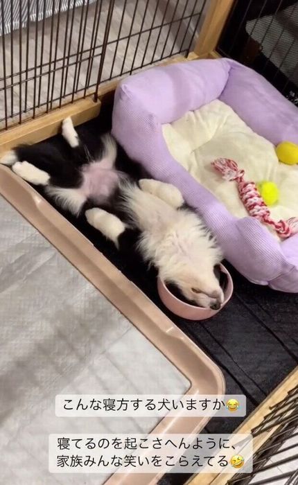 普段は人懐っこい性格のサニーちゃん