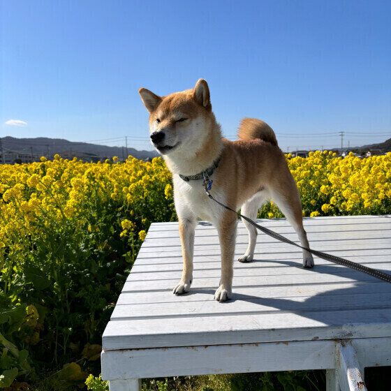 犬の首輪とハーネスはどっちがいいの？ それぞれを使い分けるポイントとは？ いぬのきもち