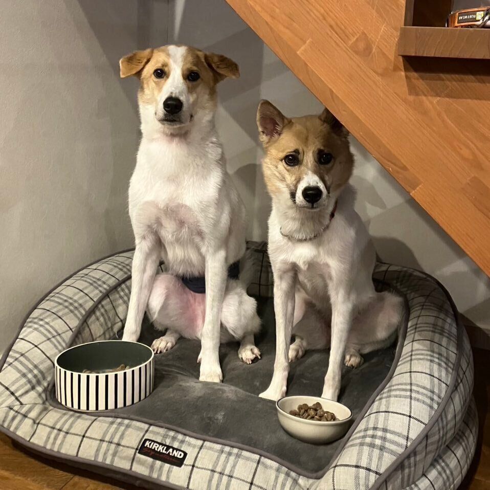 ゴハンを前に飼い主さんを見つめる愛犬たち