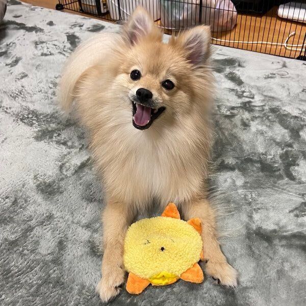 おもちゃで遊ぶはちみつちゃん