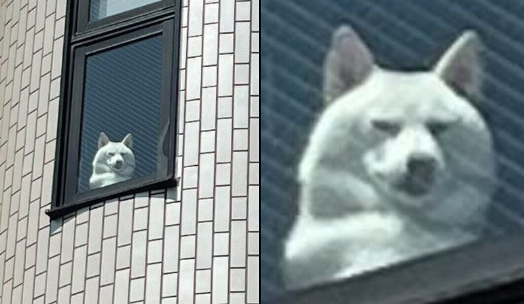 出かける飼い主さんを監視するチョビちゃん