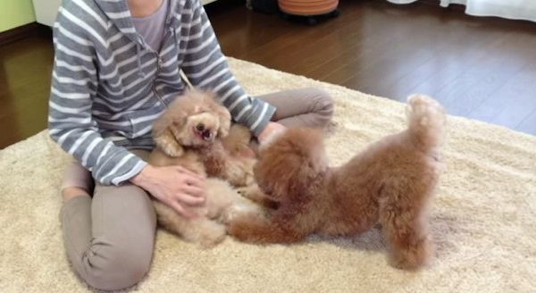 ケンカするトイ・プードル