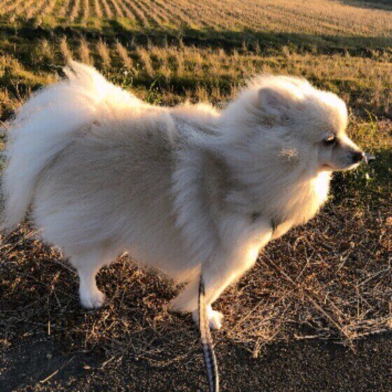 散歩中のポメラニアン