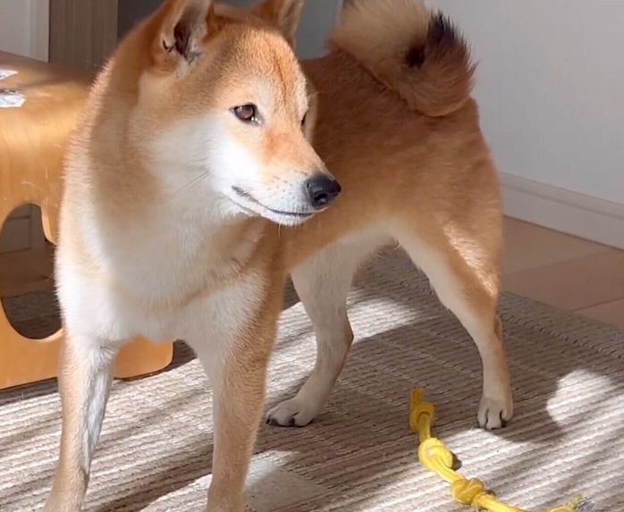 ブランケットを奪ったむぎまるくん