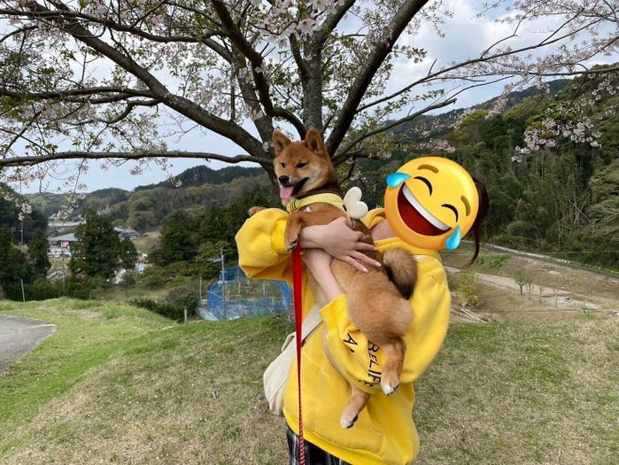 桜の下で飼い主さんとむぎちゃんの2ショット