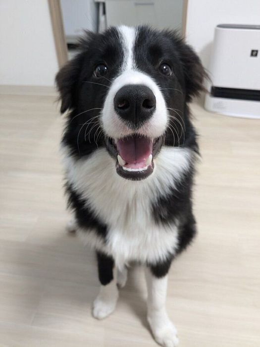 体重11kgになったときのリリーちゃん。最近は“寝グセ”がつくことも少なくなってきたのだとか