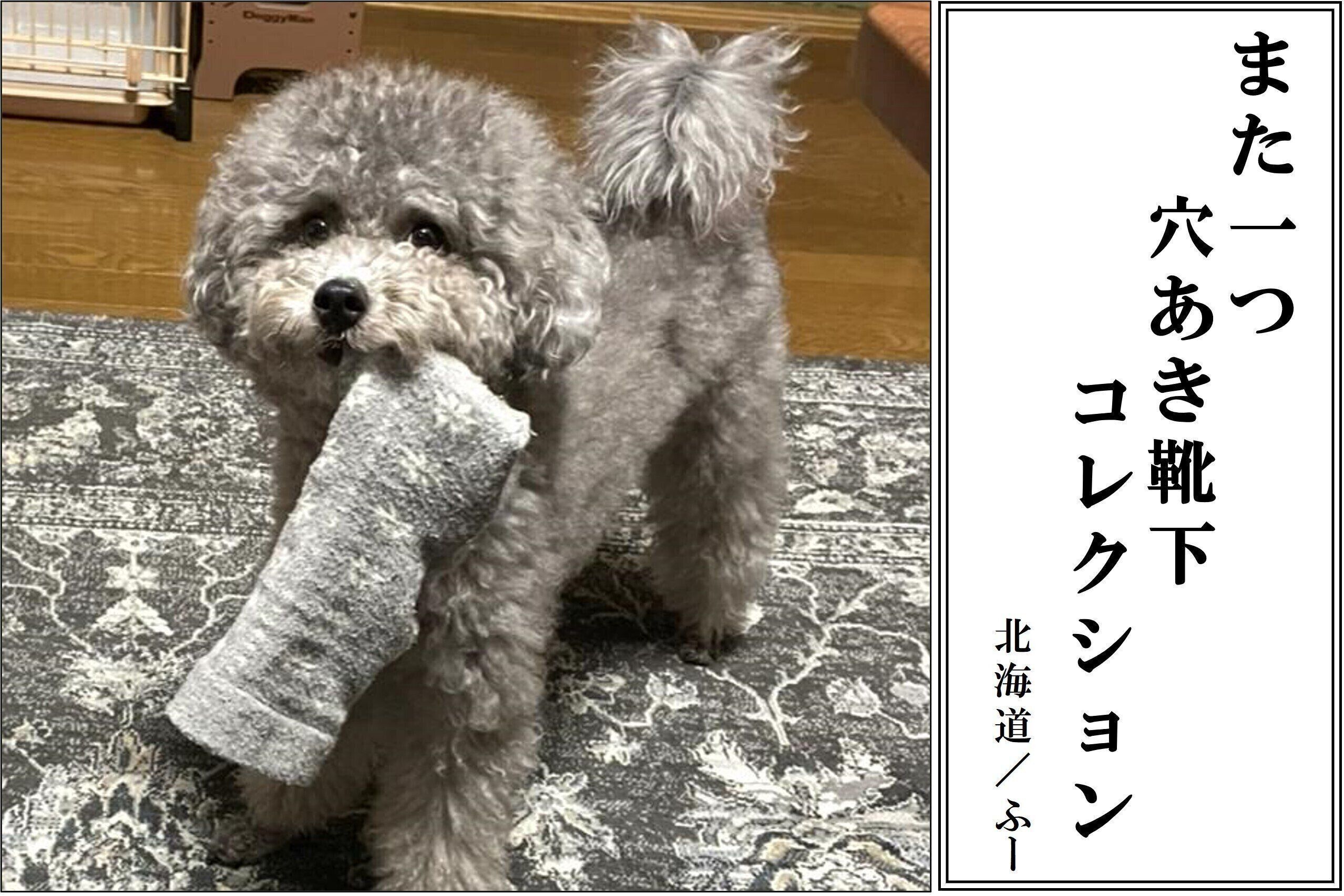 【犬部門：最優秀賞】北海道 ふーさん／まるちゃん