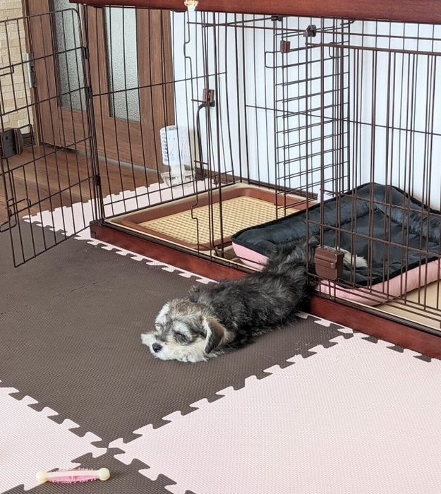 ケージから出てすぐに寝てしまったペレくん