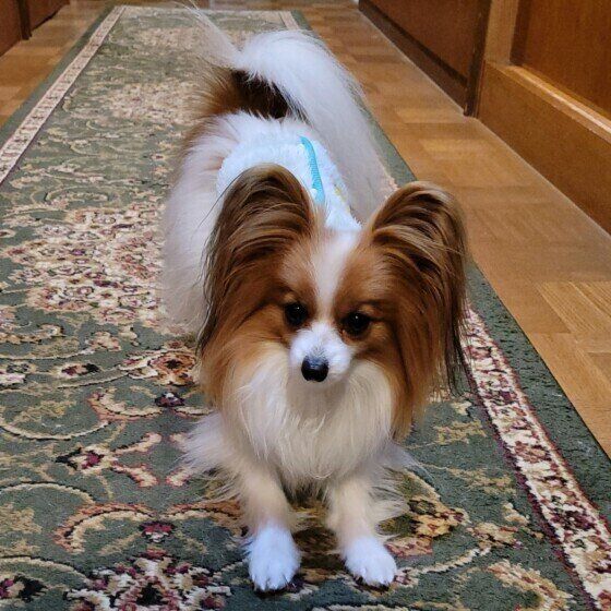 遊びに誘ってくるパピヨン