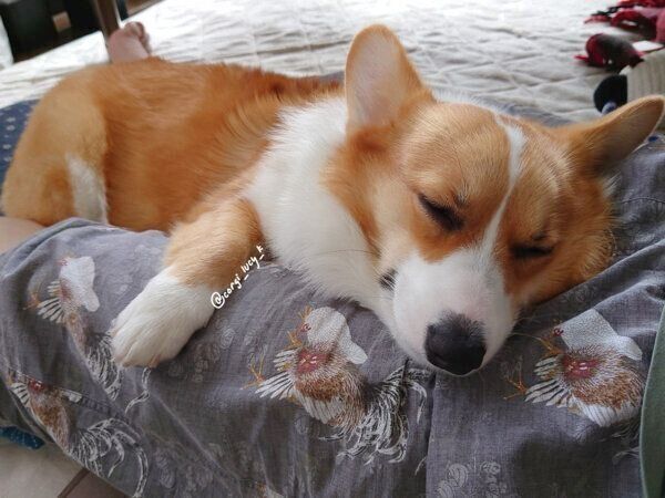 眠るるーしーちゃん