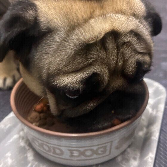 ゴハンを食べるパグ