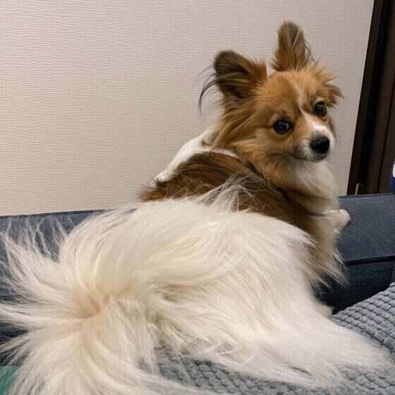 パピヨンのルルちゃん