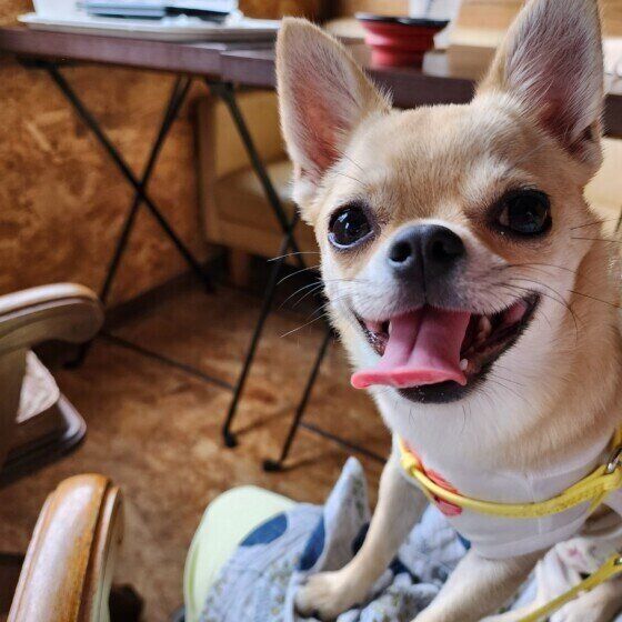 犬がイライラするとどんな仕草や行動をする？ 犬のイライラサインとは いぬのきもち