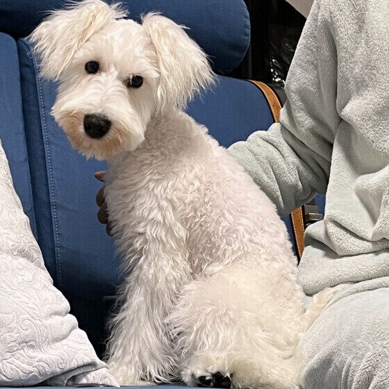 背中をかいてほしいおしゅなくん