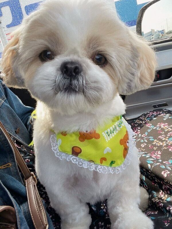 トリミング後のこむぎくん