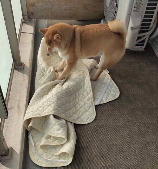 洗濯物を取り込もうとする太郎くん