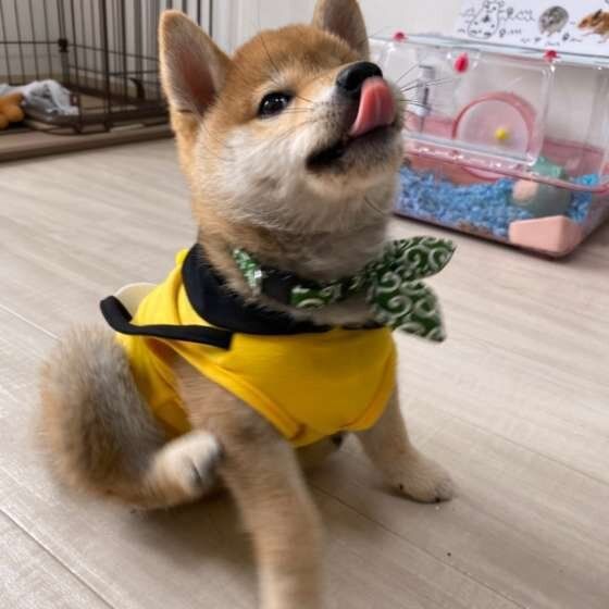 舌を出す柴犬