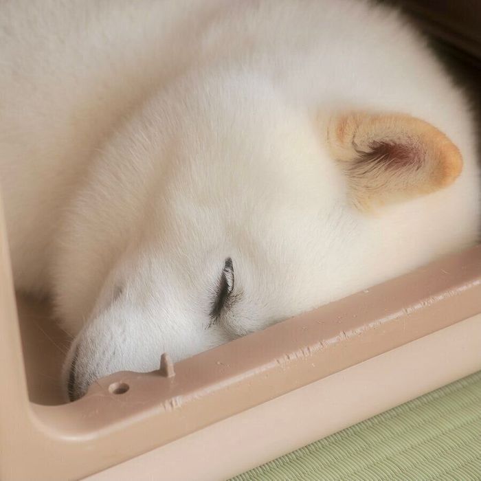 眠るラッテくん