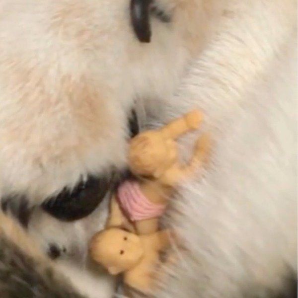 あるものを大事そうに抱える豆柴