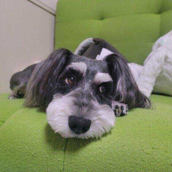 ミニチュア・シュナウザーのハヤテくん