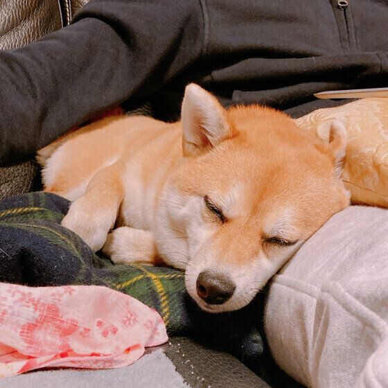 くっついて眠る柴の心毬ちゃん