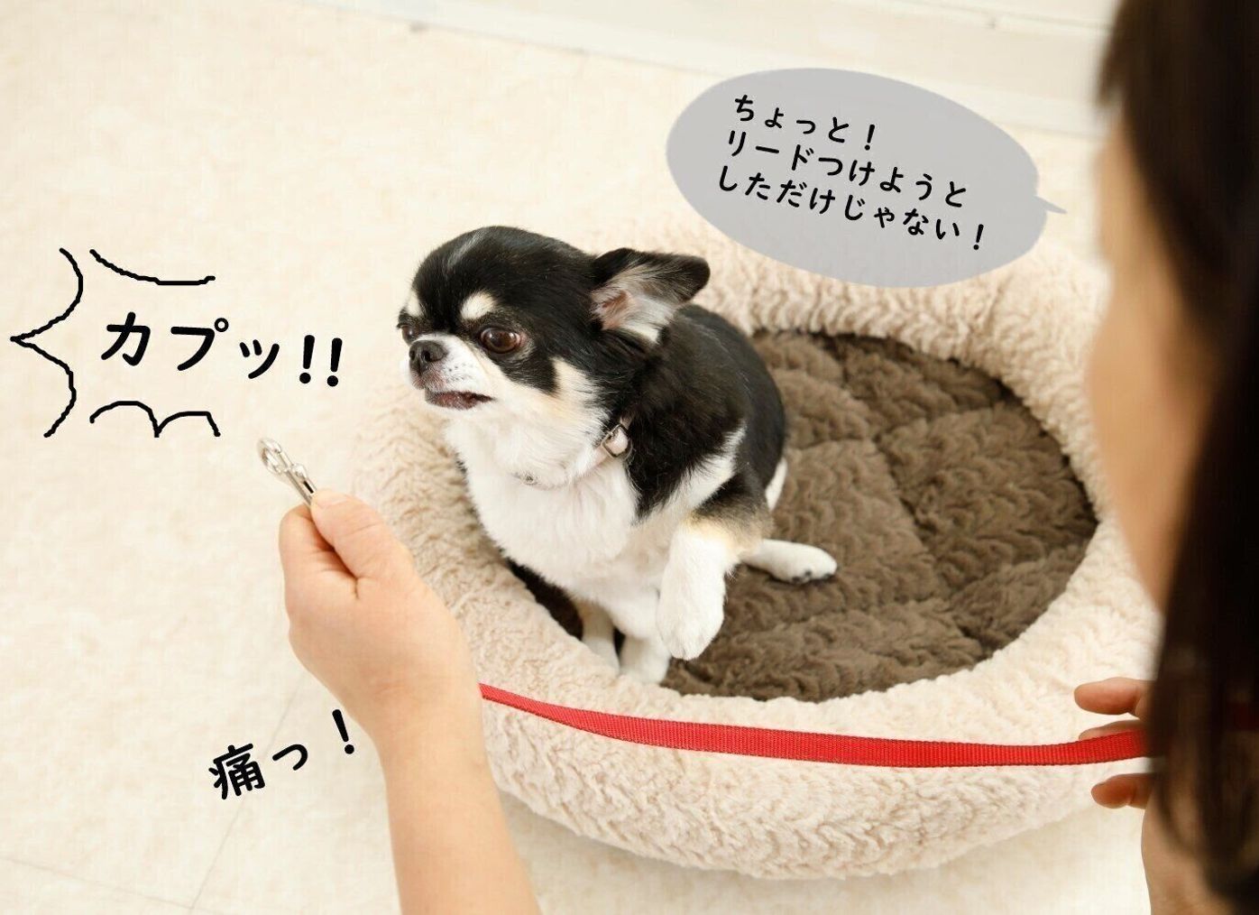 なぜ噛むの どうしてそそうするの 犬の本音を探ってみた いぬのきもちweb Magazine なぜ噛むの どうしてそそうするの 犬の本音を探ってみた いぬのきもちweb Magazine