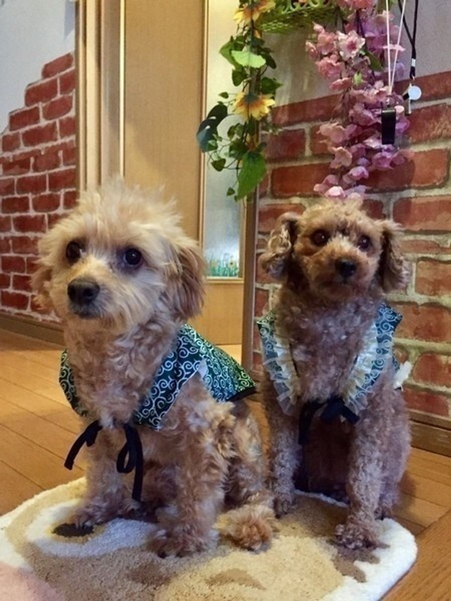 最新研究結果でわかった 犬に言葉を理解させる方法は と いぬのきもちweb Magazine 最新研究結果でわかった 犬に言葉を理解させる方法は と いぬのきもちweb Magazine