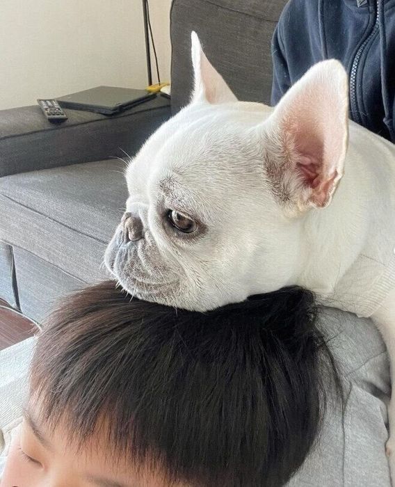 飼い主さんの息子くんとのコンビは最強だそう