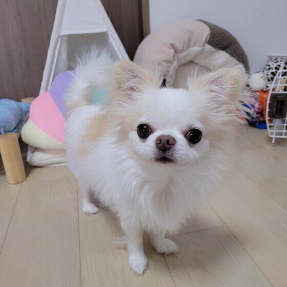 チワワ　ちょっとストレス