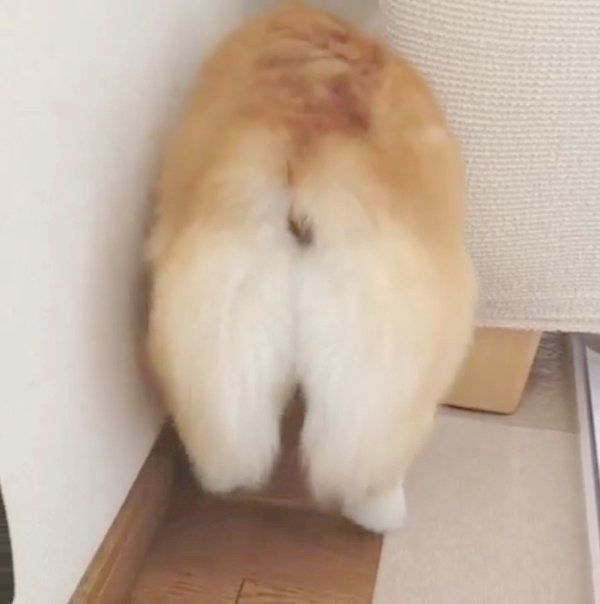 お尻がかわいいコーギー