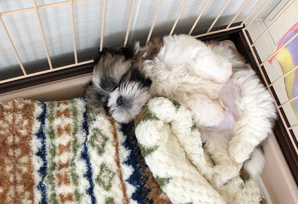 眠るシー・ズー