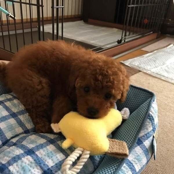 トイ・プードル