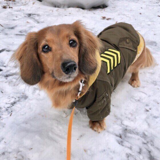 ミニチュア・ダックスフンドのにのちゃん