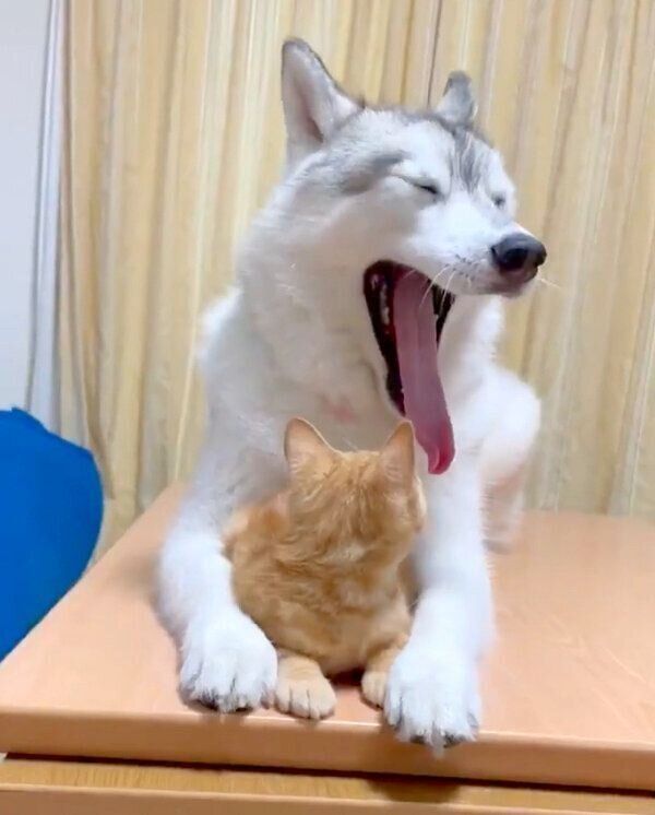 あくびをするユキちゃんを見つめるレンちゃん