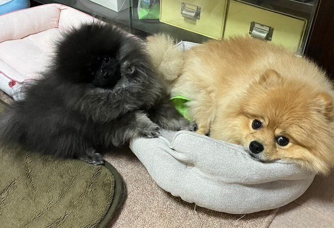 ボンボンちゃんはチャロくんのことが大好きなのだとか