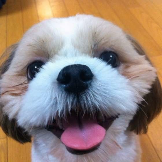 お年寄りでもしつけやすい3つの犬種