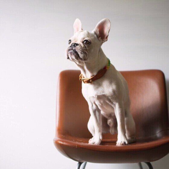 フレンチ・ブルドッグのBRUNOくん