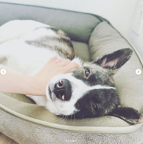 くつろぐデクちゃん