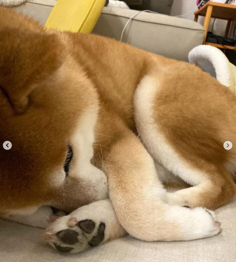 別の日に丸くなって眠るすずちゃん