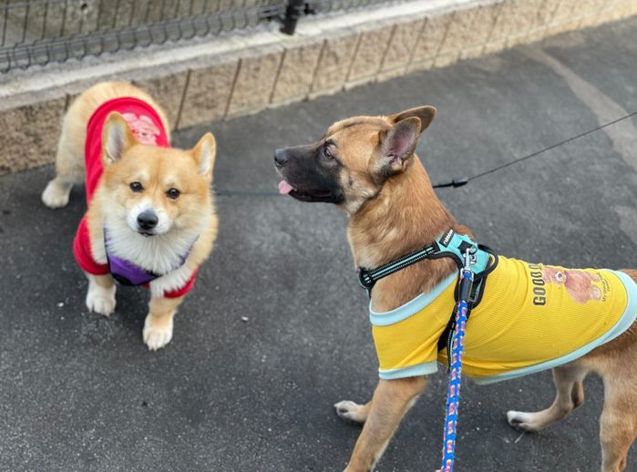 色違いの洋服を着て散歩に出かけるパックくんとビギーくん