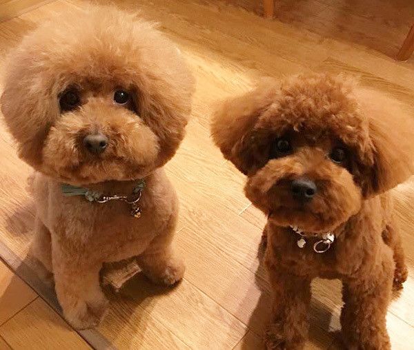 見つめるトイ･プードル