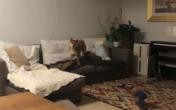 オモチャをナイスキャッチする柴犬