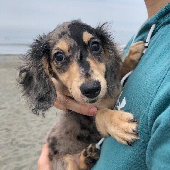 ミニチュア・ダックスフンドのルッカちゃん