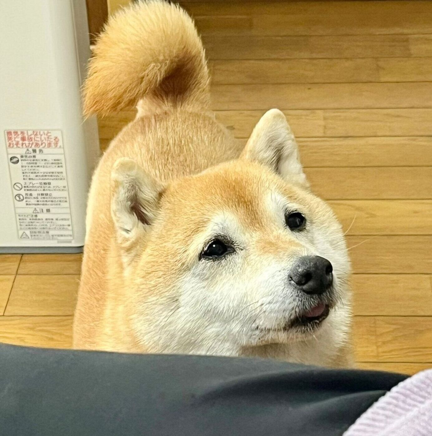 柴犬さま 専用 犬好き様専用 シバさま専用 shiba.様専用 しばいぬ