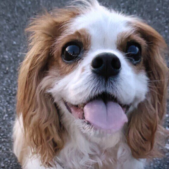 ポポロ  嬉しいキャバリア・キング・チャールズ・スパニエル